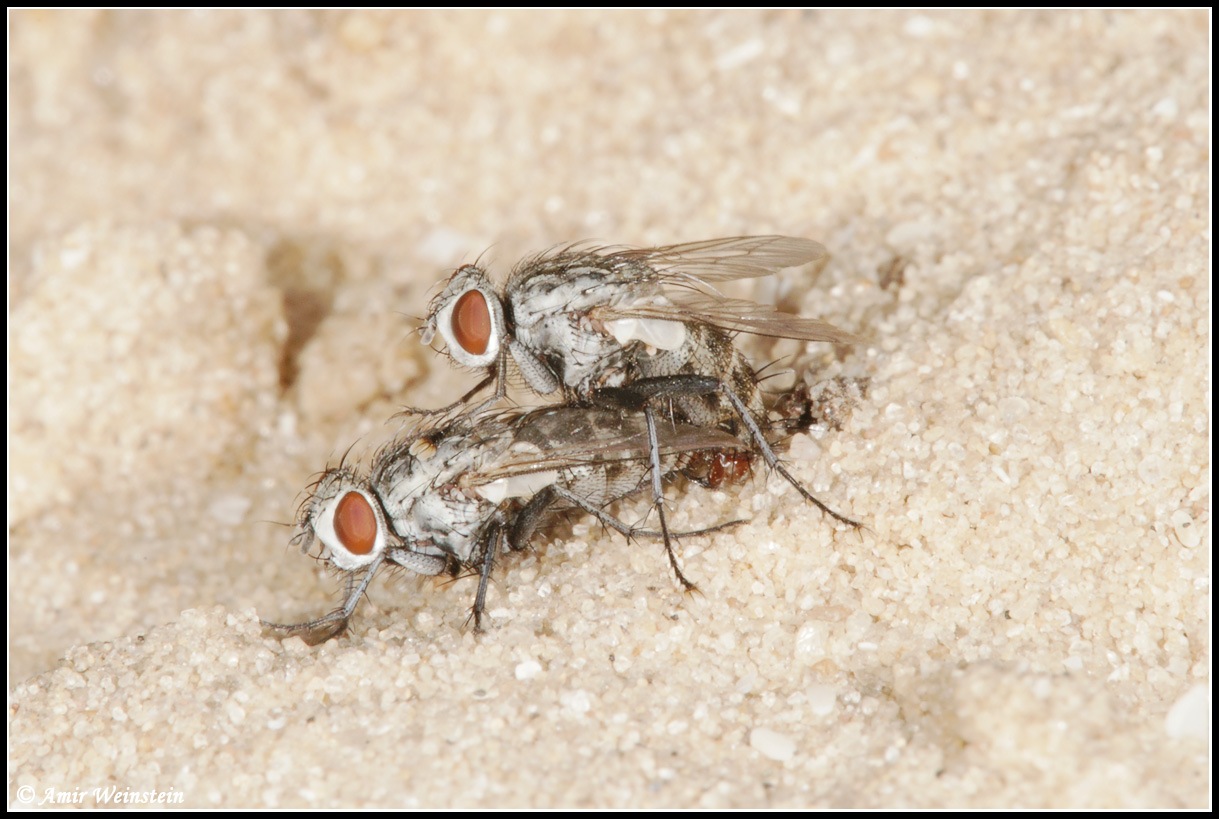 Sarcophagidae d''Israele: fly for ID